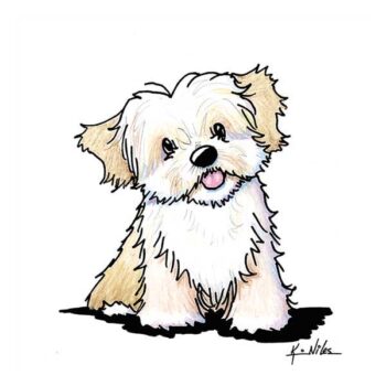 KiniArt Havanese